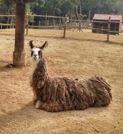 Aldeia Parque Pousada Rural São Roque エクステリア 写真