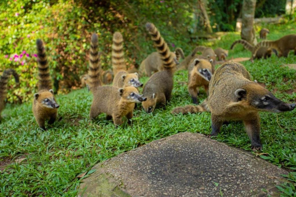 Aldeia Parque Pousada Rural São Roque エクステリア 写真