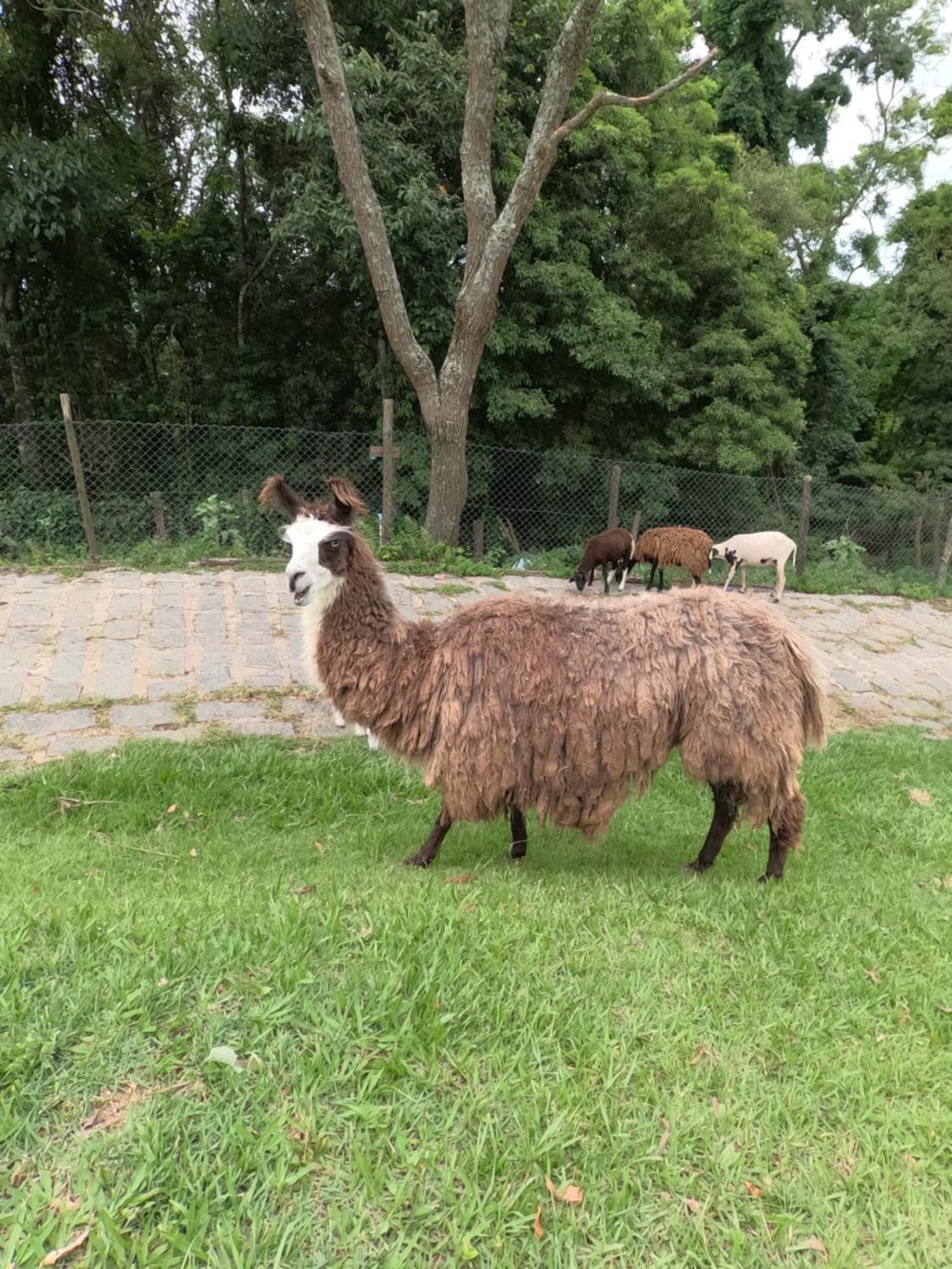 Aldeia Parque Pousada Rural São Roque エクステリア 写真