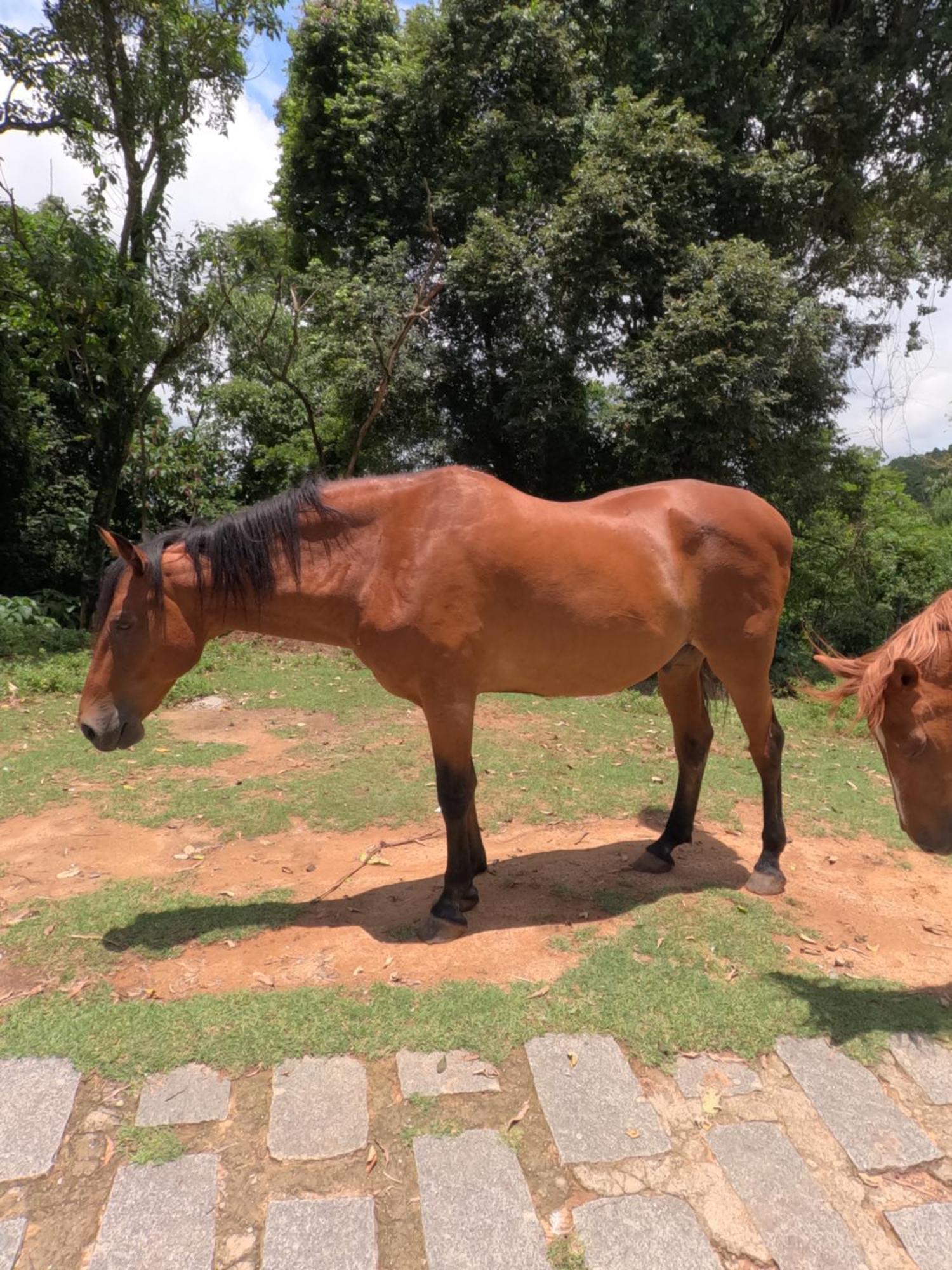 Aldeia Parque Pousada Rural São Roque エクステリア 写真